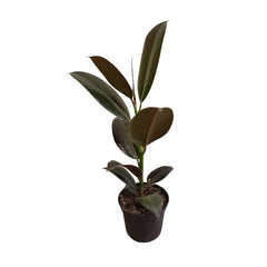 Ficus Elastica