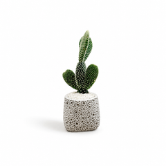 Mini Opuntia (Bunny Ears) σε Ανάγλυφο Κεραμικό Κασπώ