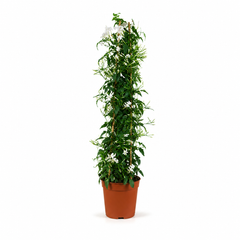Γιασεμί (Jasminum) Αναρριχώμενο Αρωματικό Φυτό