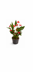 Ανθούριο Anthurium