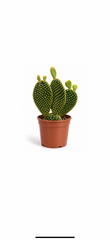 Opuntia Microdasys – Κάκτος Αυτιά Λαγού