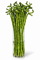 Lucky Bamboo