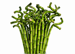 Lucky Bamboo