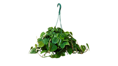 Φυλλόδεντρο – Philodendron Heartleaf