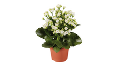 Kalanchoe Calandiva