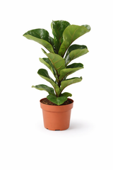 Ficus Lyrata Bambino