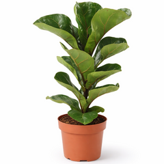 Ficus Lyrata Bambino