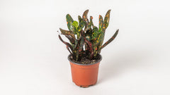 Croton "Mini Mammy"