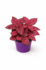 Hypoestes Pink (Polka Dot)