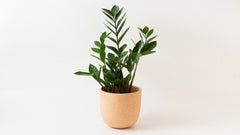 Zamia in Terracotta
