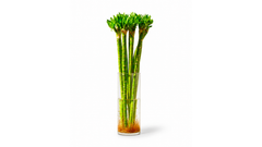 Tiger Bamboo