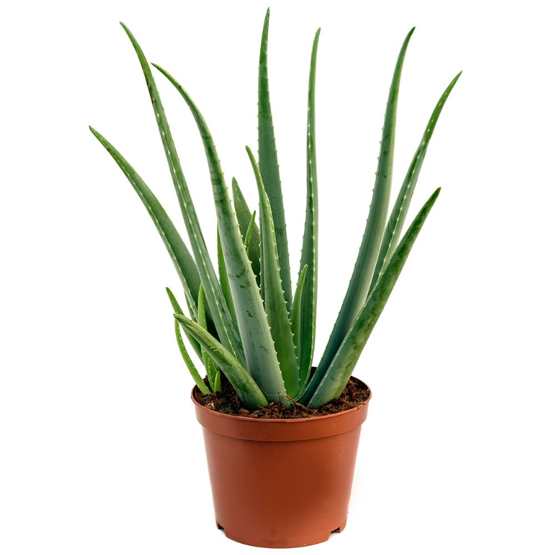 Αλόη – Aloe Arborescens