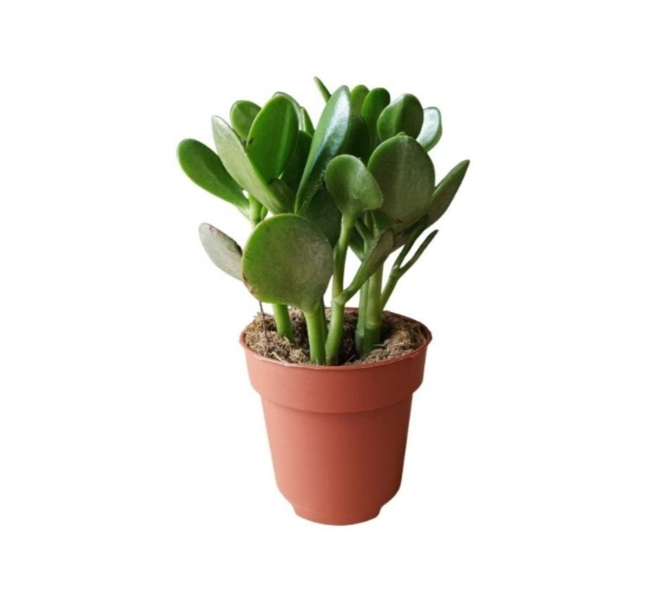 Crassula Ovata