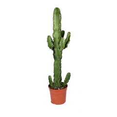 Euphorbia eritrea