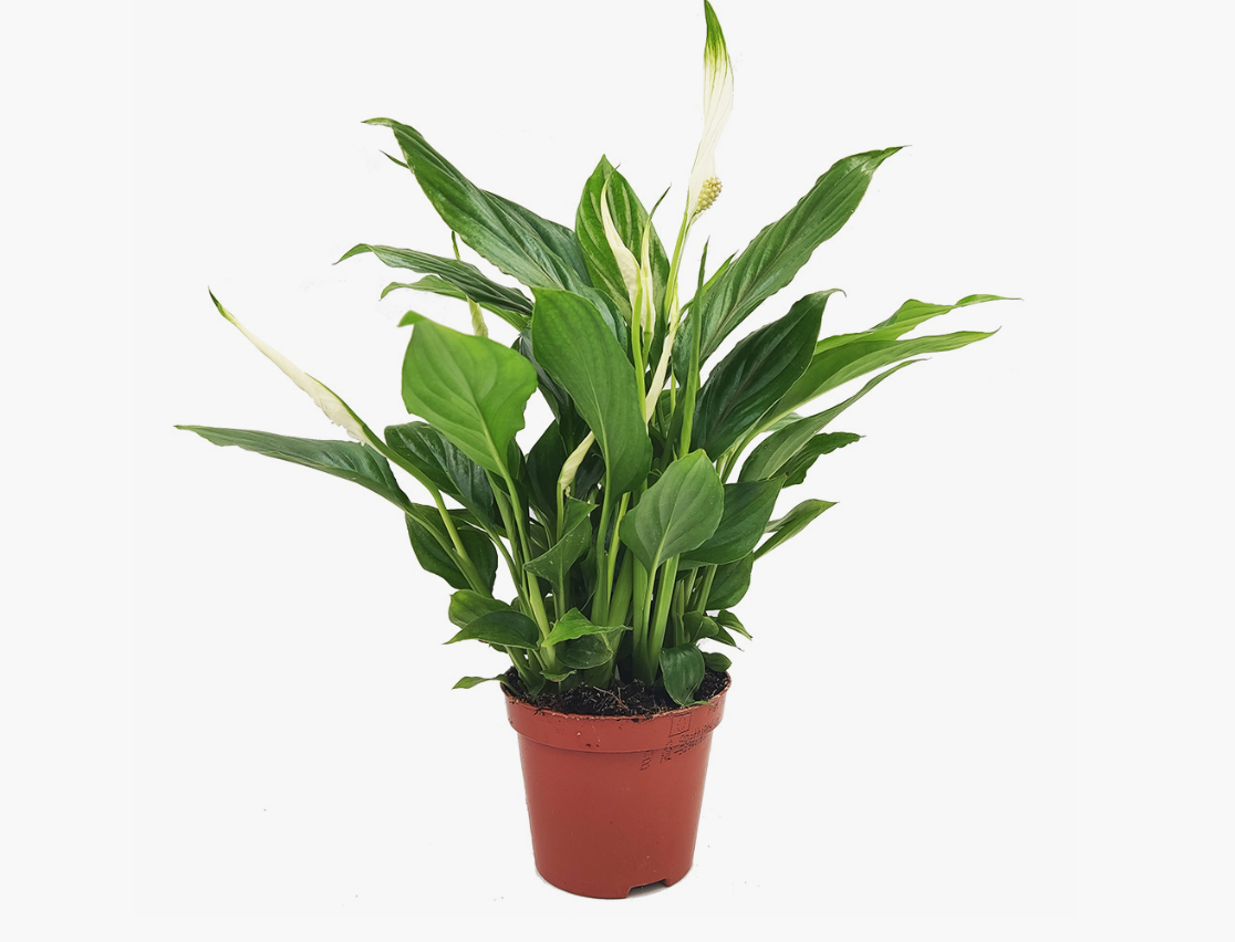 Σπαθίφυλλο (Spathiphyllum – Peace Lily)