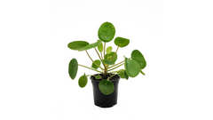 Pilea peperomioides