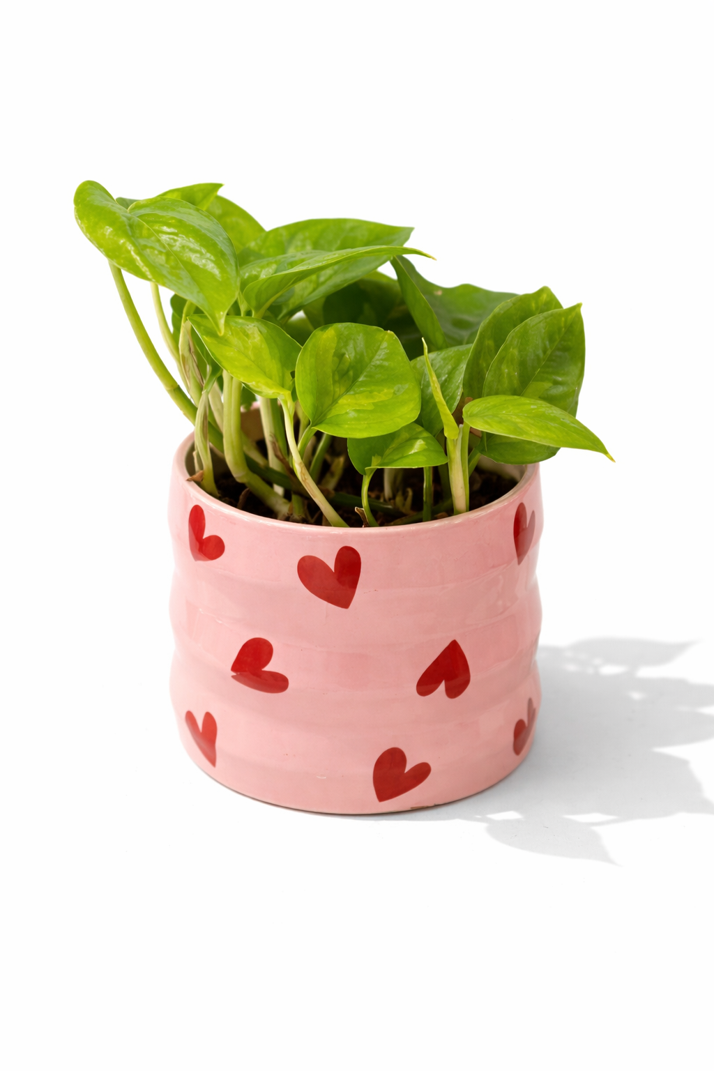 Ροζ Πόθος Αγάπης