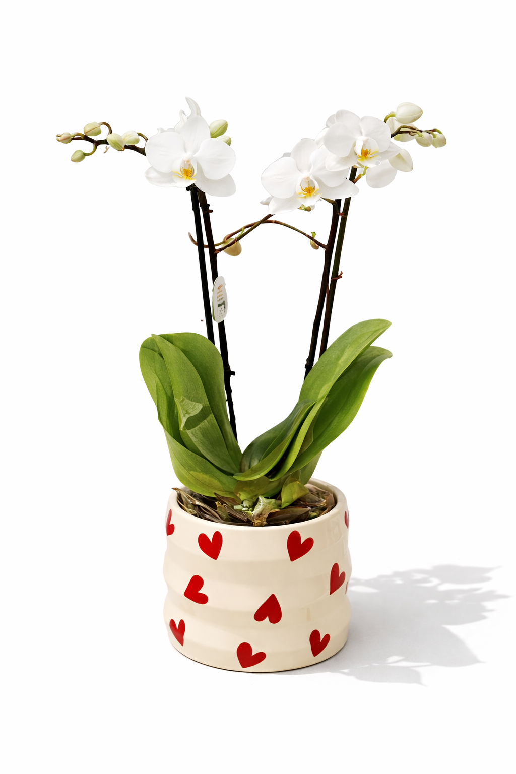 Ορχιδέα Αγάπης