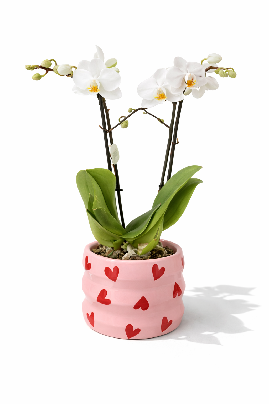 Ορχιδέα Αγάπης