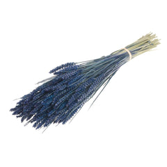 Στάχυ Dark Blue