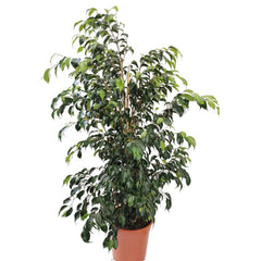 Μπέντζαμιν (Ficus benjamina)