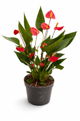 Ανθούριο (Anthurium)