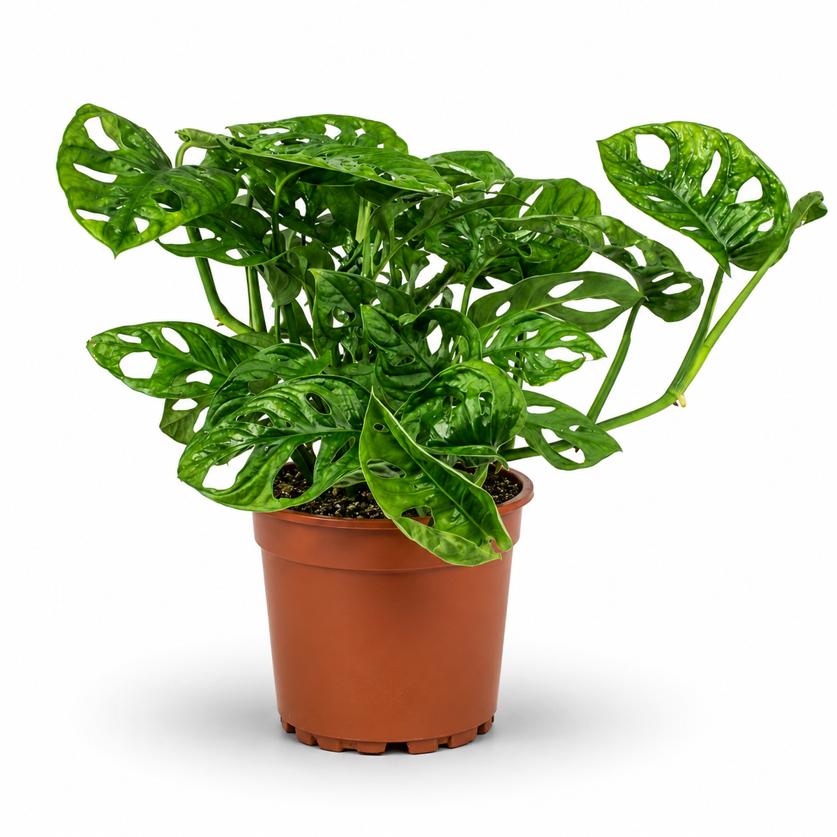 Monstera monkey mask