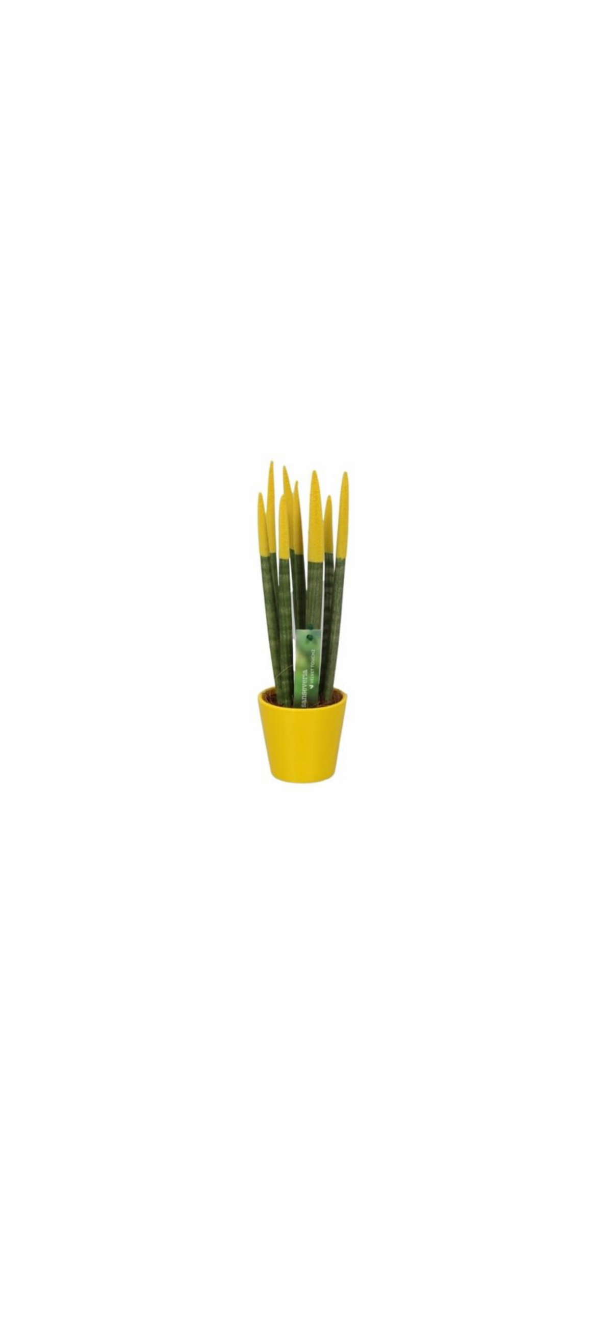 Sansevieria Velvet