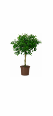 Φίκος Μπενζαμίν με Πλεχτό Κορμό (Ficus Benjamina)
