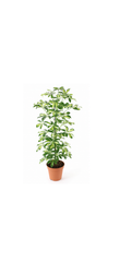Σεφλέρα Ποικιλόχρωμη (Schefflera Arboricola Variegata)