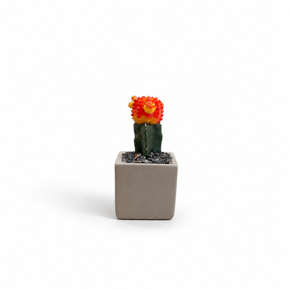 Mini Moon Cactus σε Τσιμεντένιο Κασπώ