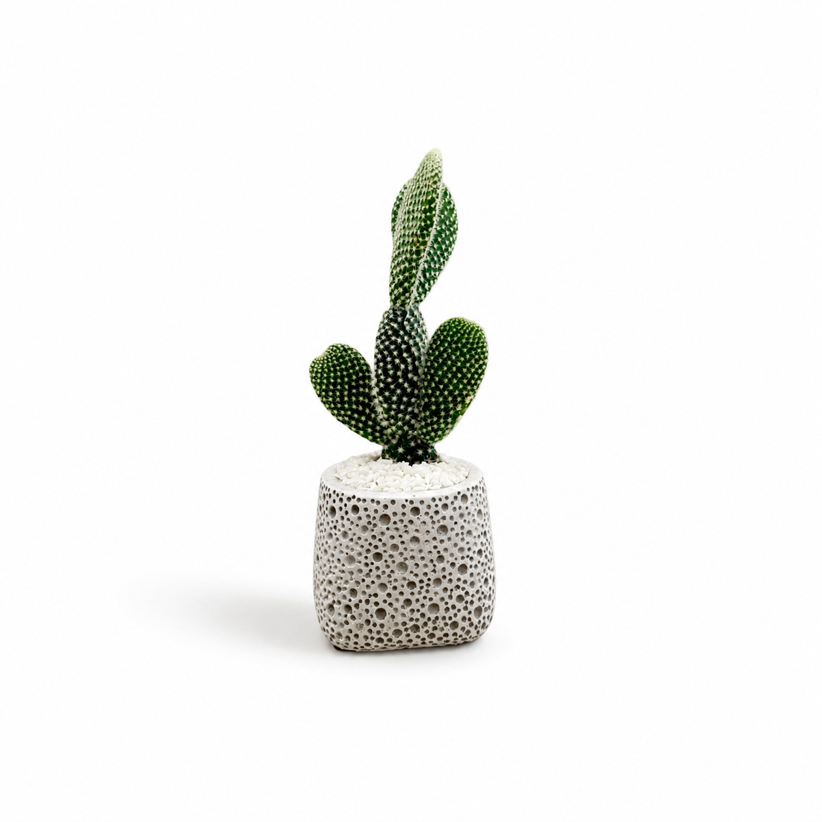 Mini Opuntia (Bunny Ears) σε Ανάγλυφο Κεραμικό Κασπώ
