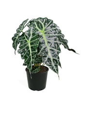 Αλοκάσια (Alocasia)