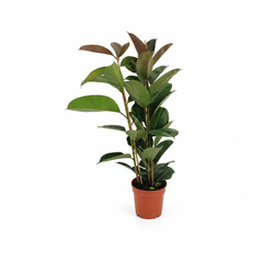 Φίκος Ελάστικα  (Ficus Elastica)