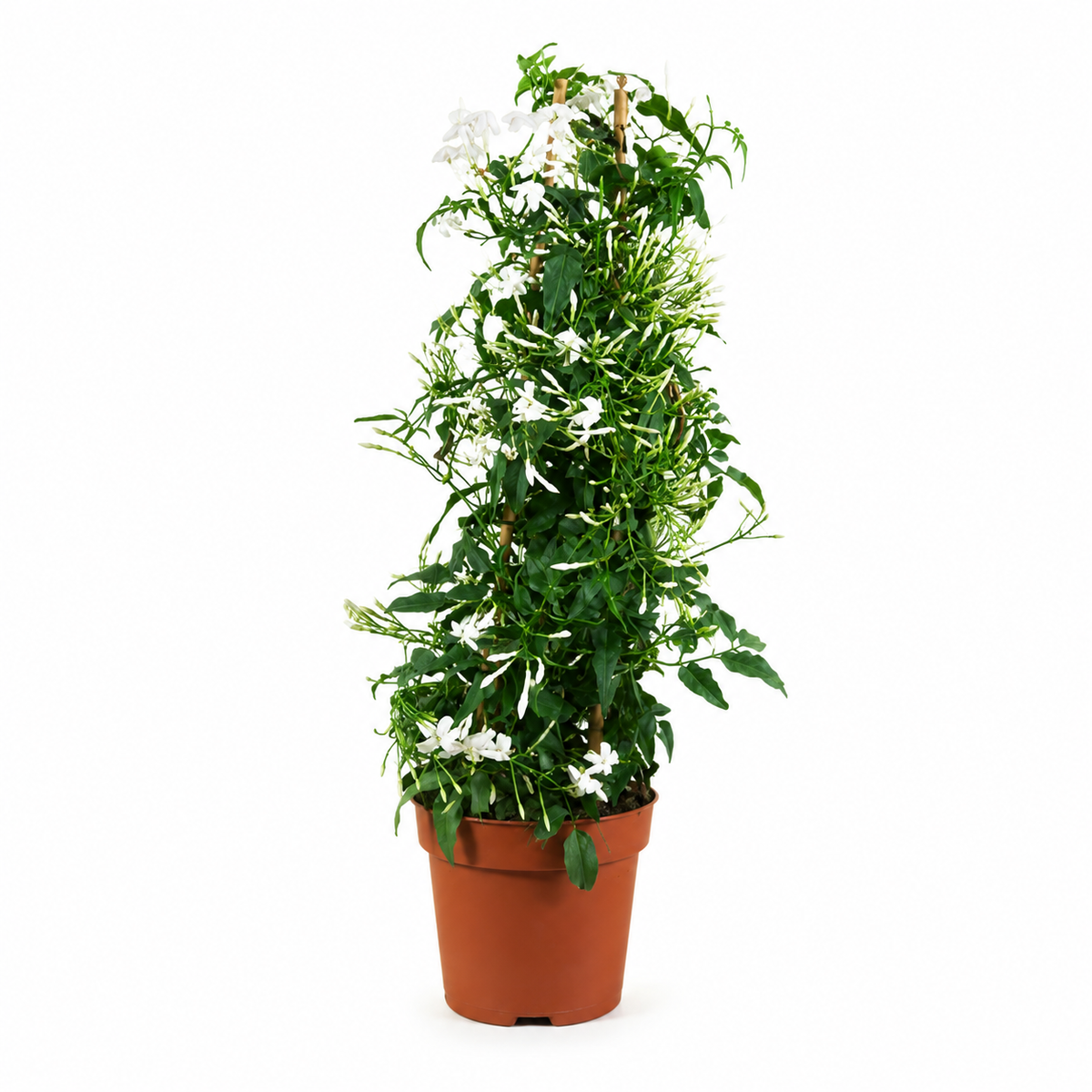 Γιασεμί (Jasminum) Αναρριχώμενο Αρωματικό Φυτό