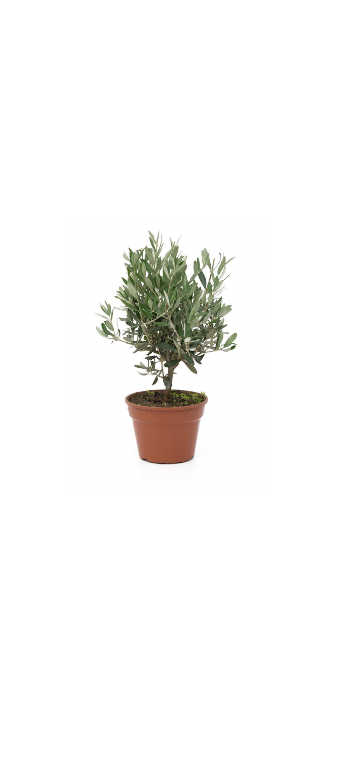 Ελιά (Olea Europaea) σε Γλάστρα – Μεσογειακή Κομψότητα