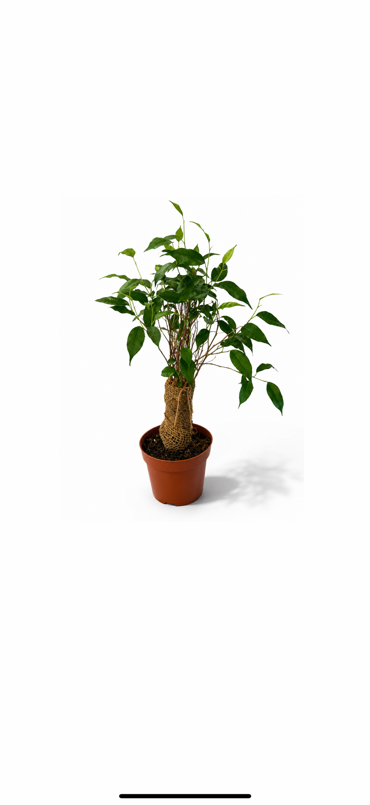Ficus Benjamina ‘Ginseng’ σε Γλάστρα