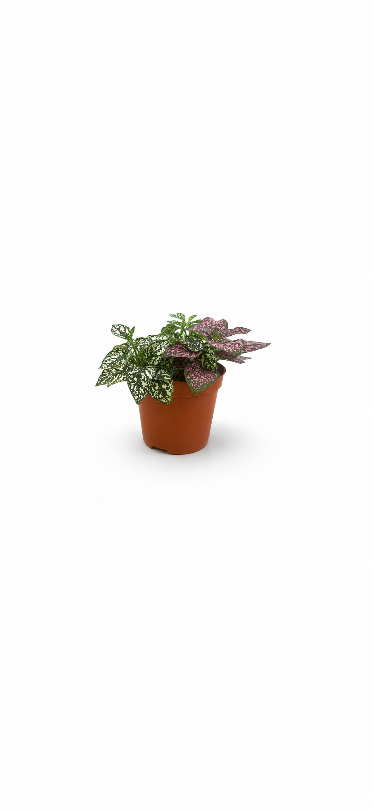 Υπόεστη – Polka Dot Plant