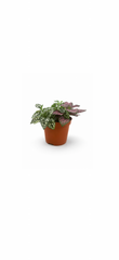 Υπόεστη – Polka Dot Plant