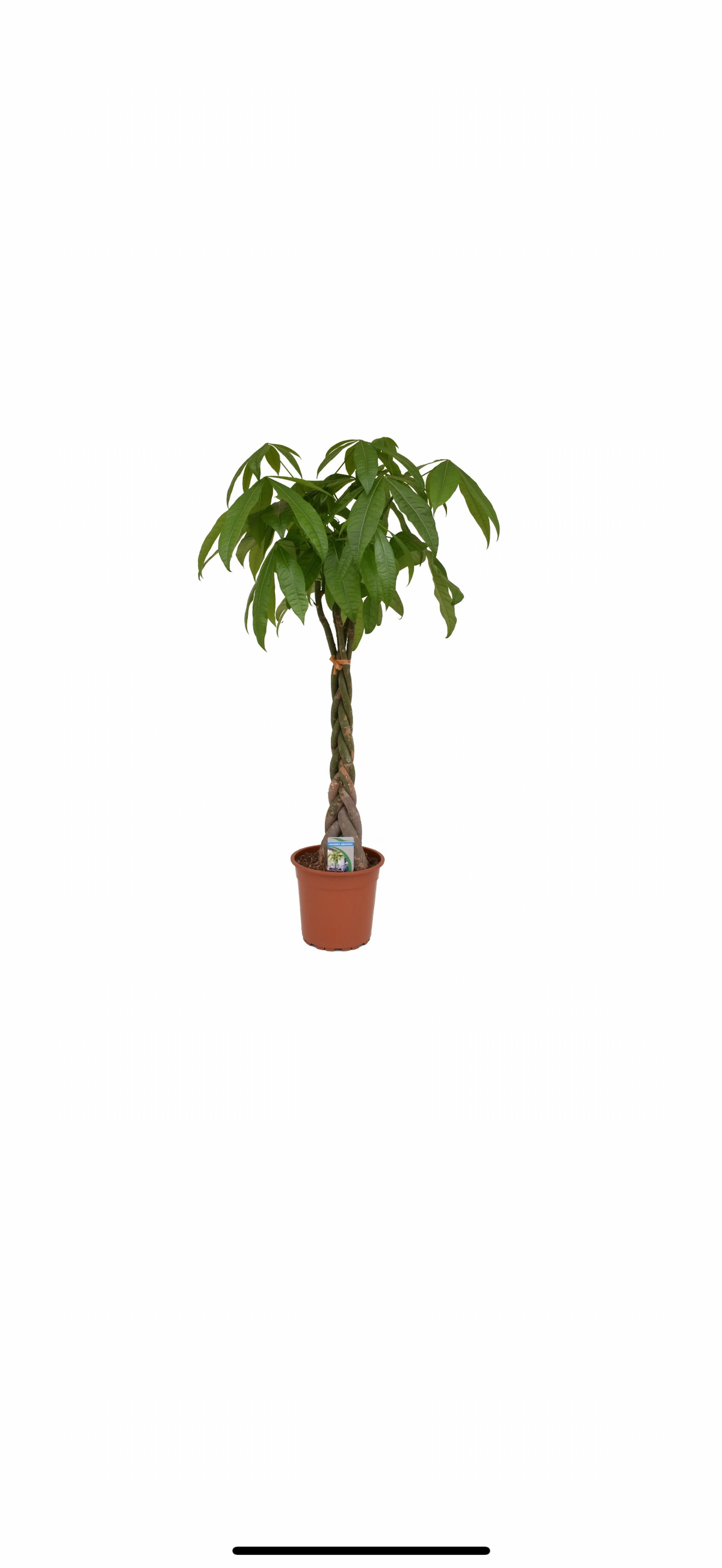 Παχύρα Pachira aquatica