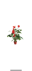 Ανθούριο Anthurium