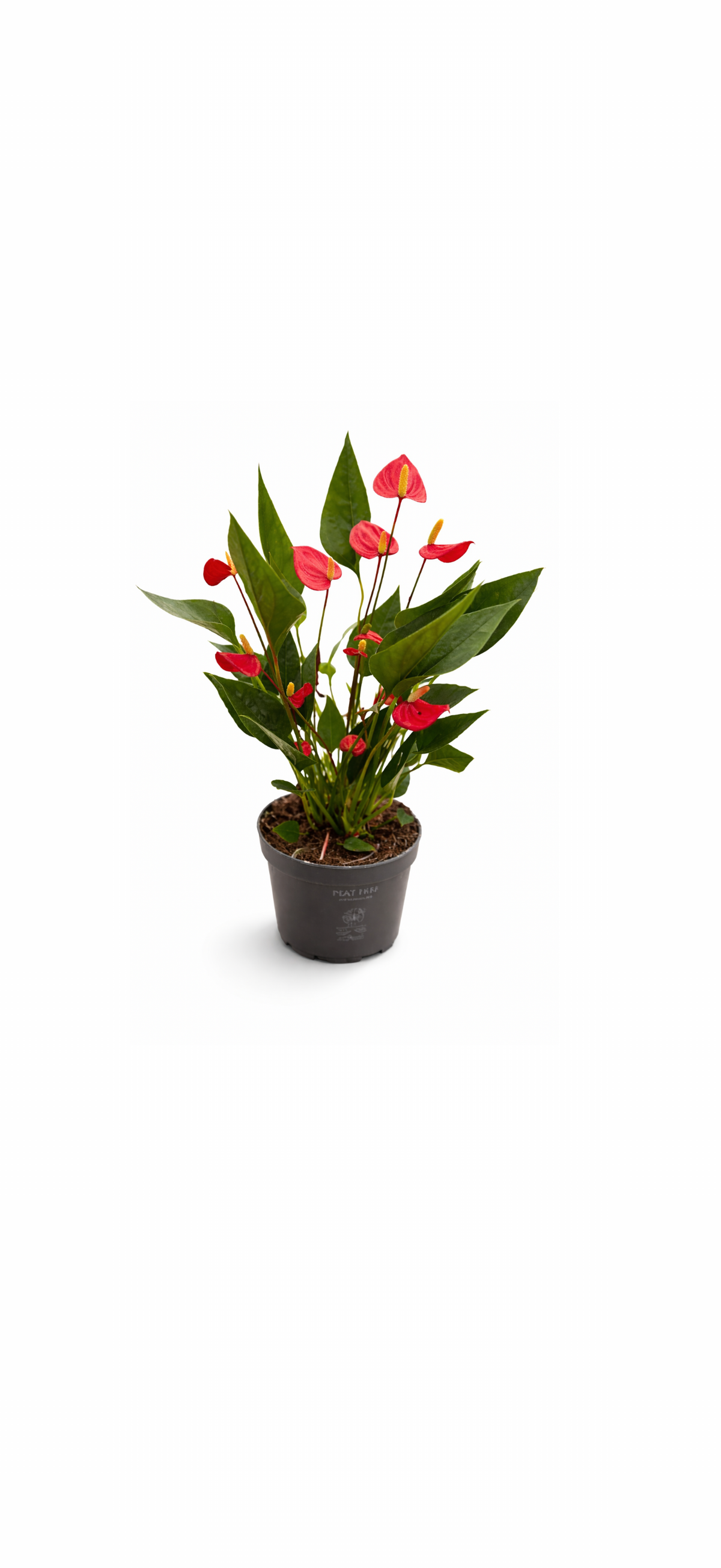 Ανθούριο Anthurium