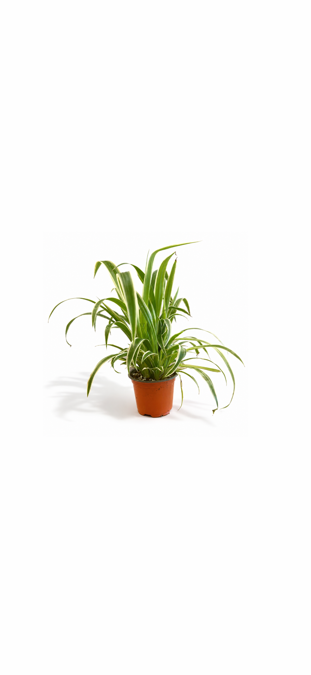 Χλωρόφυτο – Chlorophytum