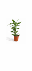 Δράκαινα – Dracaena