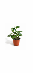 Πεπερόμια – Peperomia