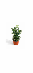 Ευώνυμο Πανασέ – Euonymus Variegatus