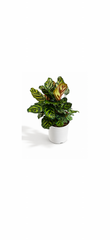 Καλάθεια – Calathea