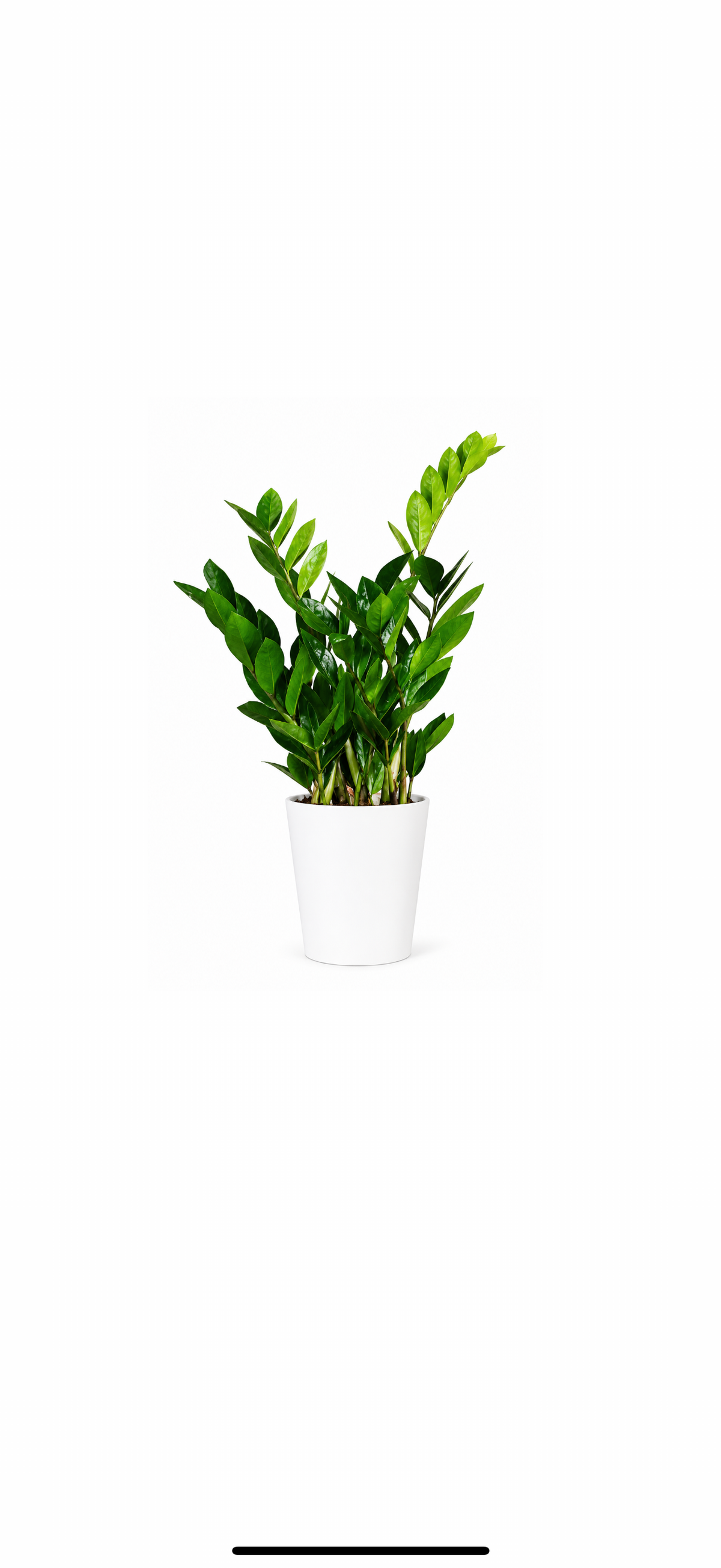 Ζάμια (Zamioculcas)