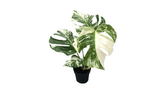 Monstera Thai Conse