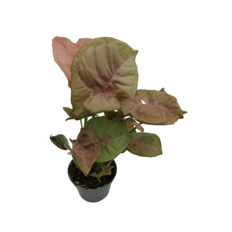 Syngonium Neon Robusta mini